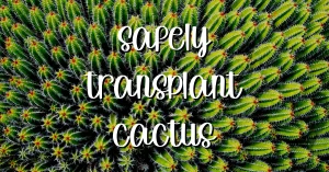 Safely transplant cactus