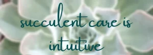 Succulent care intuitive