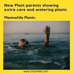Succulent drowning root rot meme 300x300 1 water succulents,overwatering,underwatering,underwatered succulents