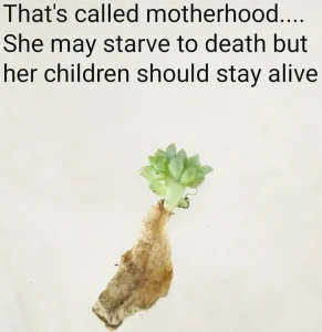 Succulent leaf prop meme motherhood
