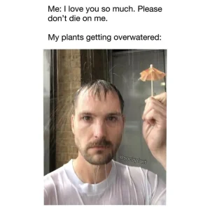 Succulent meme about overwatering