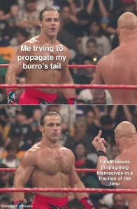 Succulent meme about propagating burros tail 668x1024 1