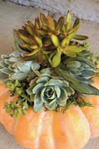Succulent pumpkin arrangement
