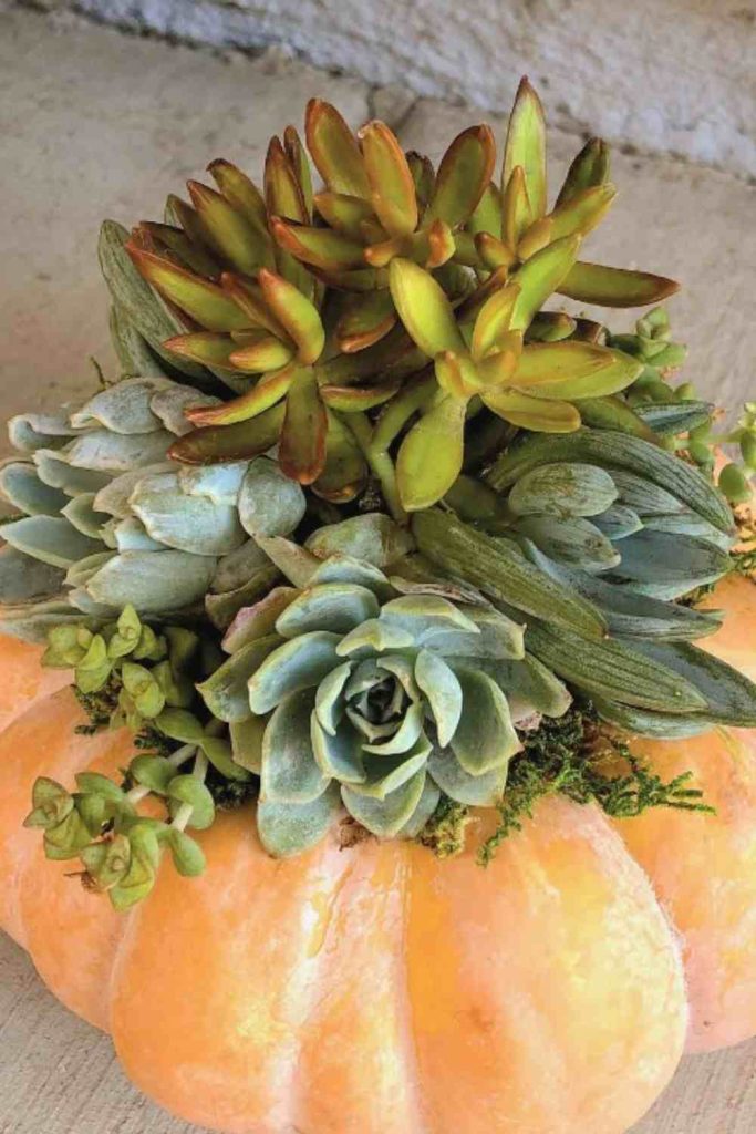 Succulent pumpkin arrangement pumpkin
