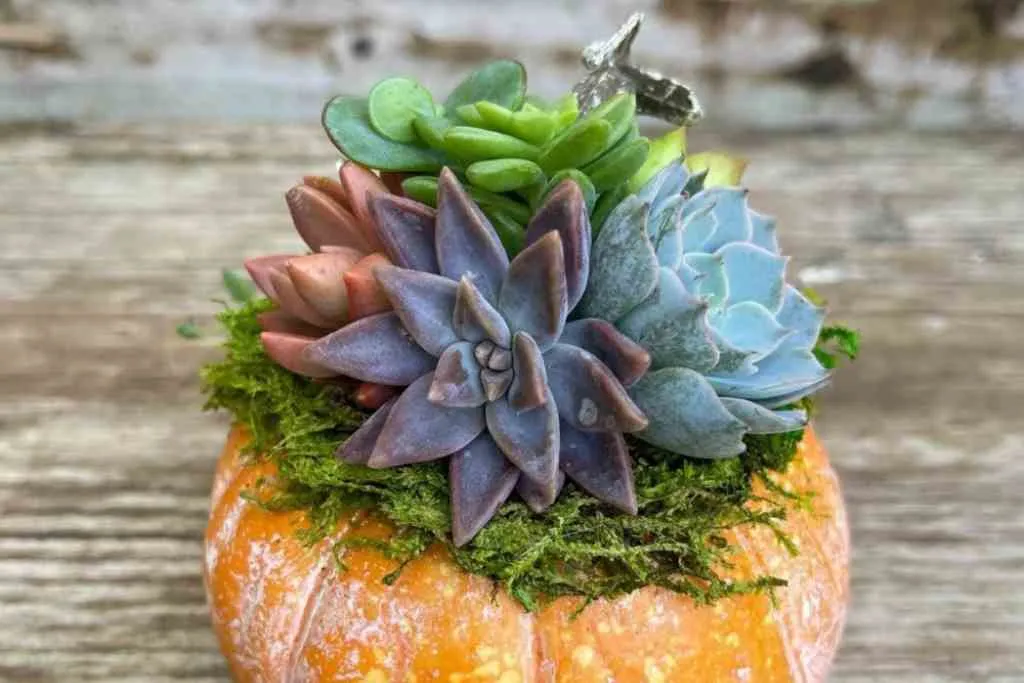 Succulent pumpkin lilyparadise pumpkin