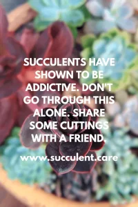 Succulents are addictive