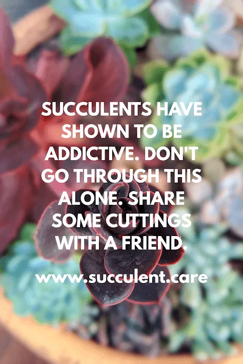 Succulents are addictive mental health