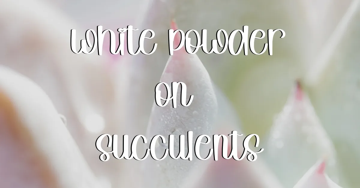 White powder on succulents