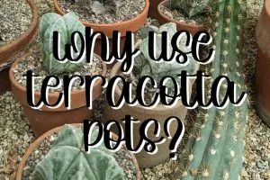 Why use terracotta pots feature