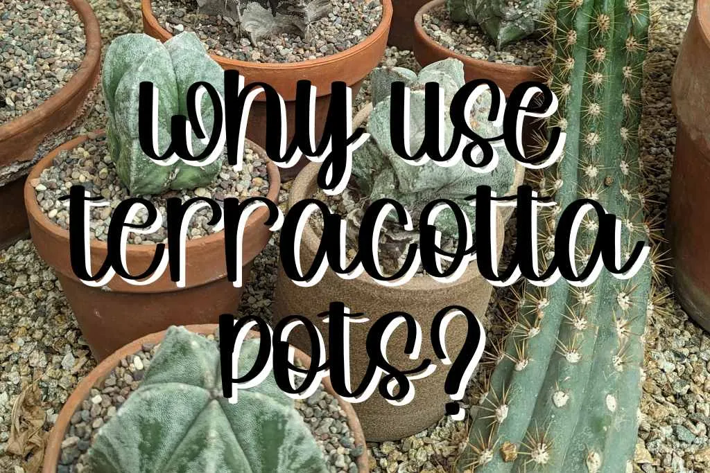 Why use terracotta pots feature terracotta pots