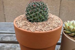 Why use terracotta pots for succulents