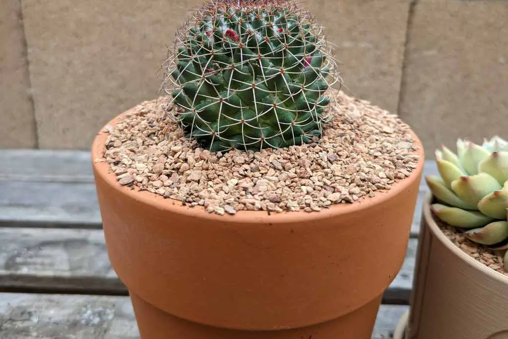 Why use terracotta pots for succulents terracotta pots