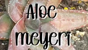 Aloe meyeri feature