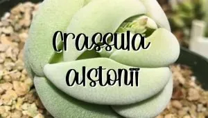 Crassula alstonii feature