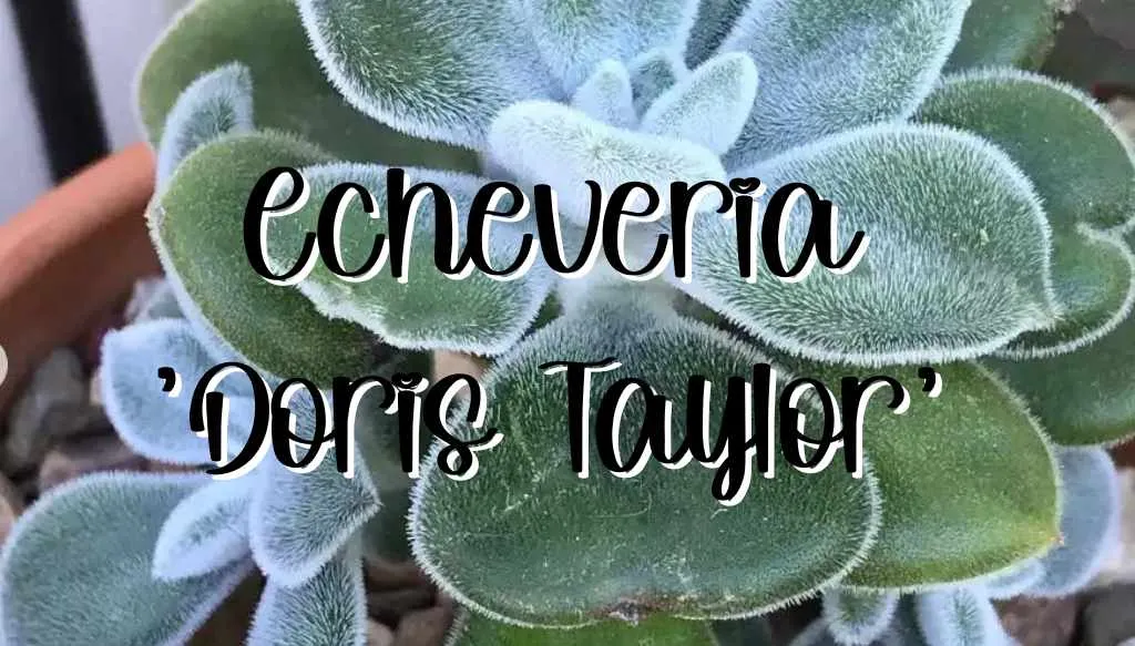 Echeveria doris taylor feature
