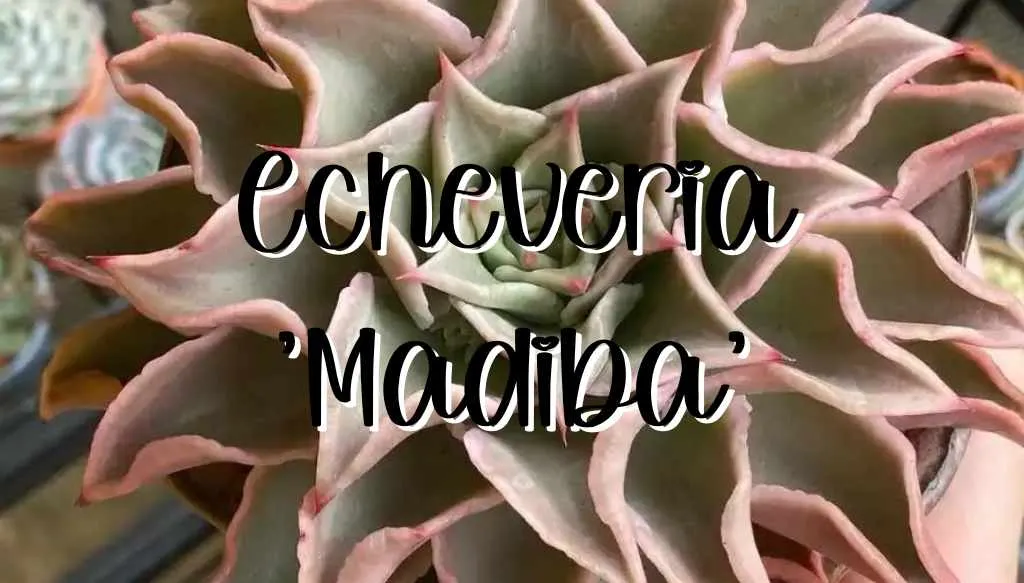 Echeveria madiba feature