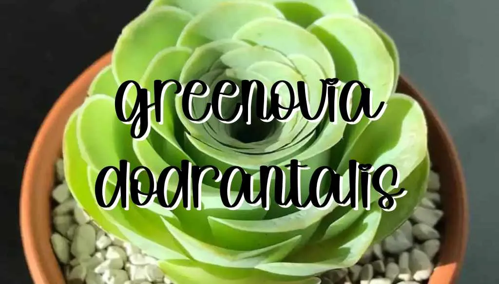 Greenovia dodrantalis feature