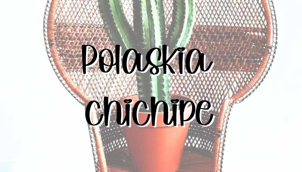 Polaskia chichipe feature polaskia chichipe