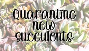 Quarantine new succulents feature