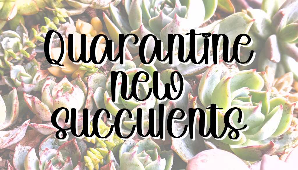 Quarantine new succulents feature quarant