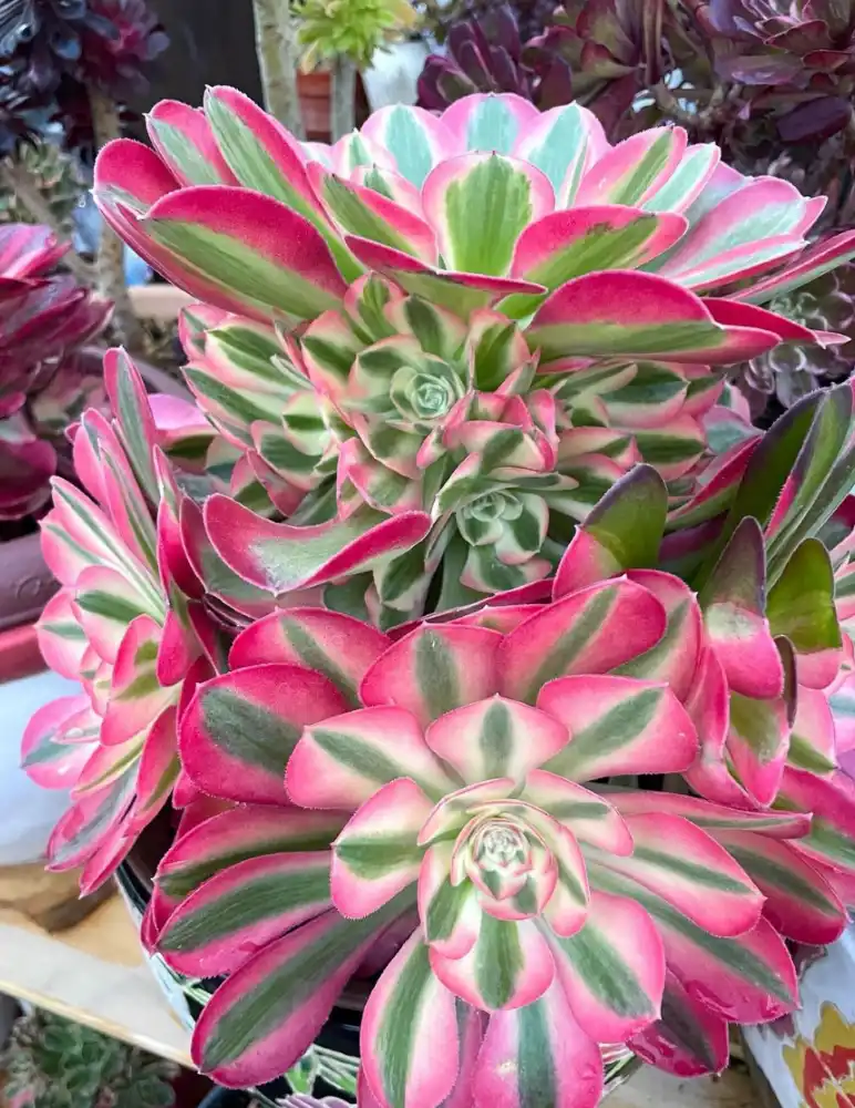 Aeonium pink witch large cluster
