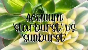 Aeonium starburst vs sunburst feature