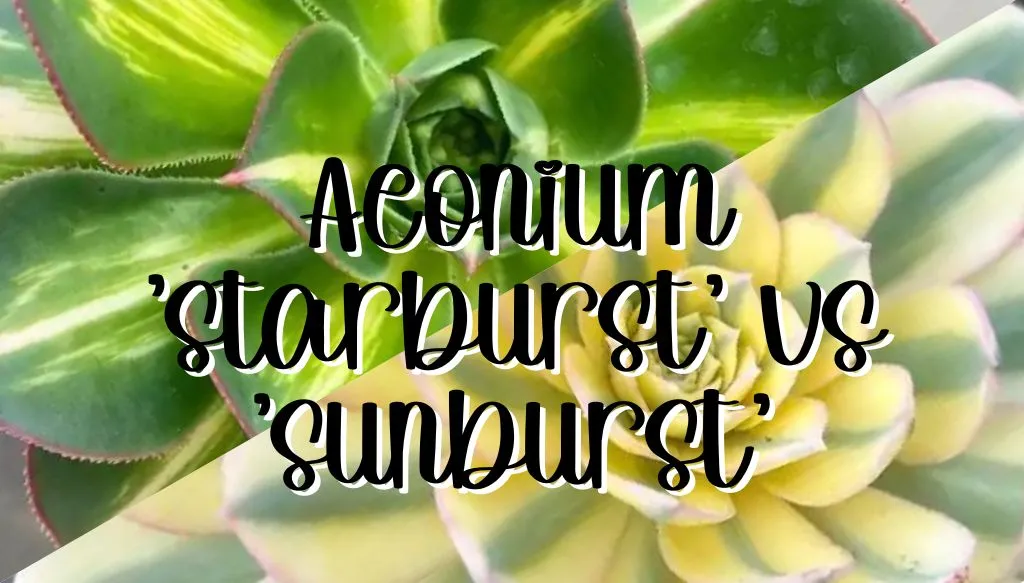 Aeonium starburst vs sunburst feature starburst