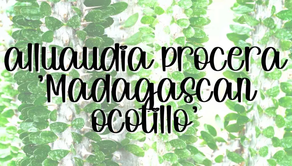Alluaudia procera madagascan ocotillo feature