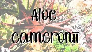 Aloe cameronii feature