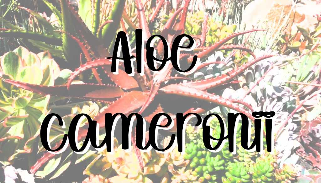 Aloe cameronii feature
