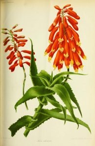 Aloe ciliaris botanical illustration