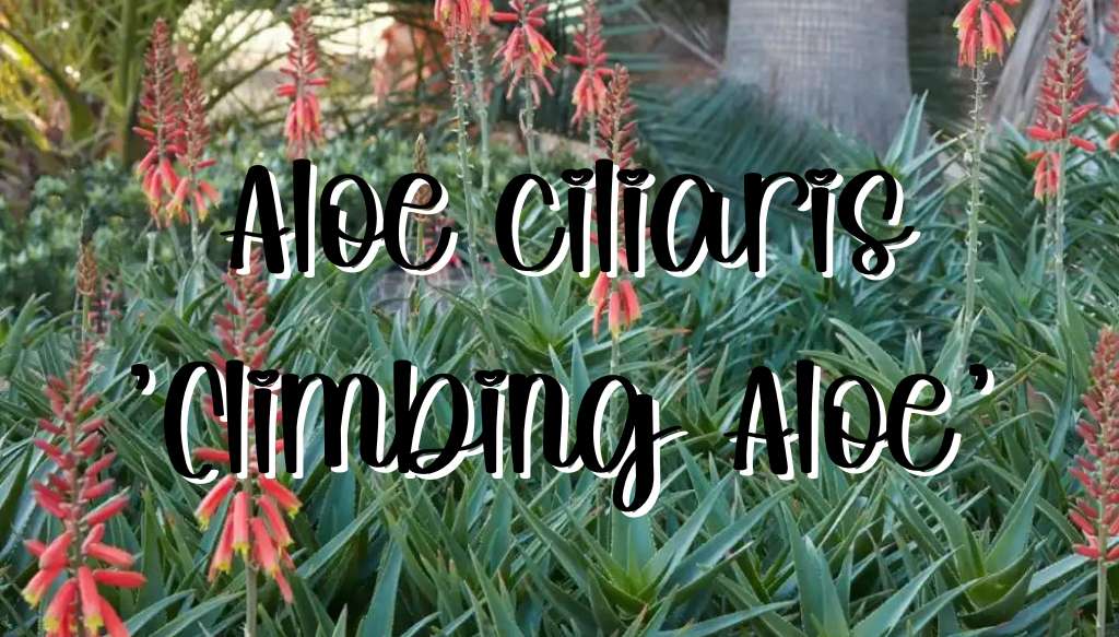 Aloe ciliaris feature climbing aloe