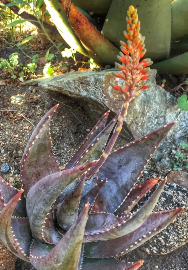 Aloe meyeri about to bloom meyeri