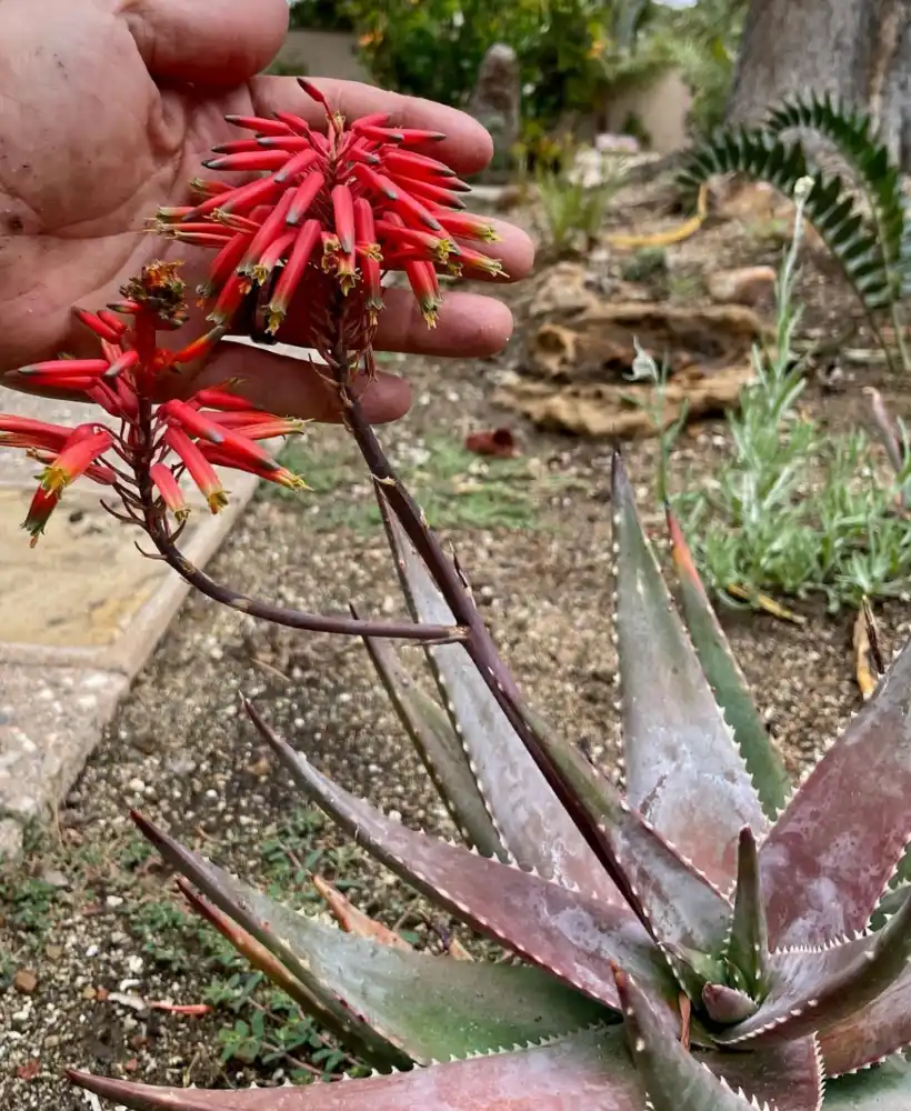 Aloe meyeri red flowers meyeri
