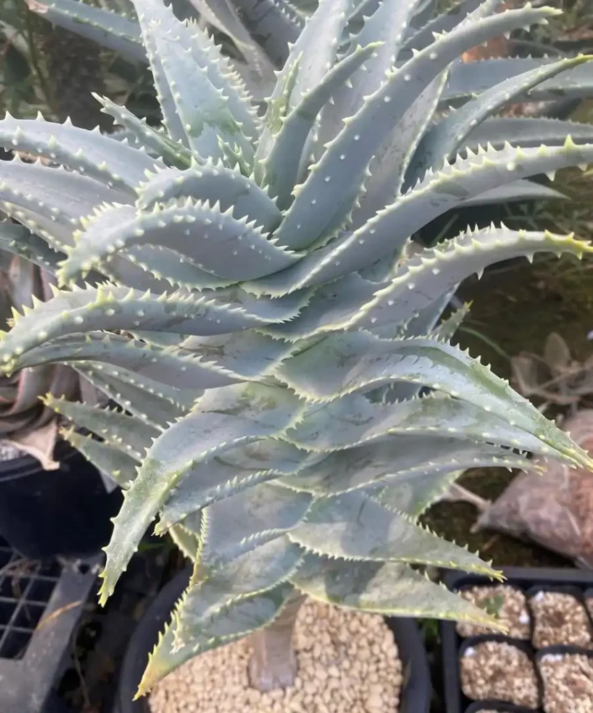 Aloe pillansii showgo405 agave and