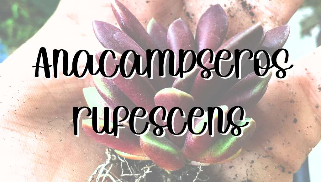 Anacampseros rufescens feature anacampseros rufescens