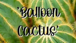 Balloon cactus care guide