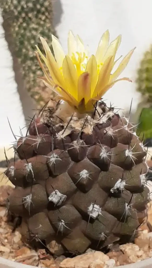 Live Cactus - Copiapoa Humilis - In 2-Inch Pot - Indoor/Outdoor Arid Succulent