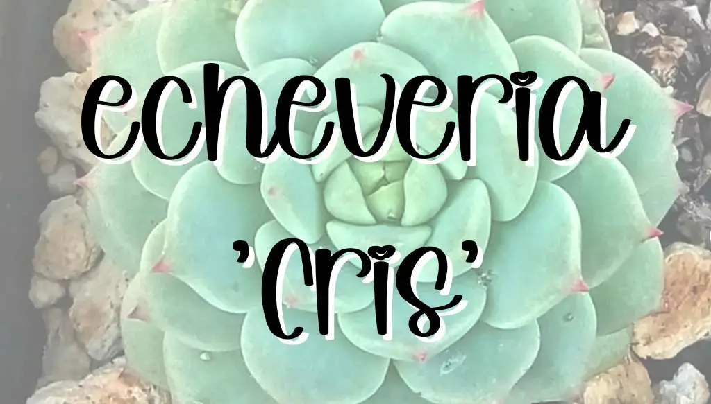 Echeveria cris feature cris