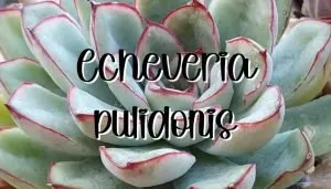 Echeveria pulidonis feature