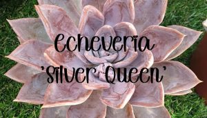 Echeveria silver queen hybrid