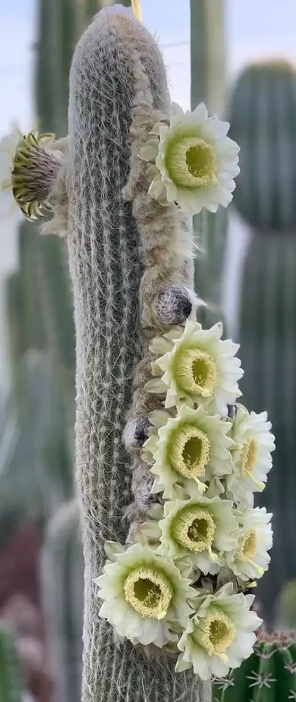 Espostoa lanata flowering peruvian old man cactus peruvian