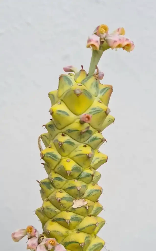 Euphorbia ritchiei euphorbia ritchiei