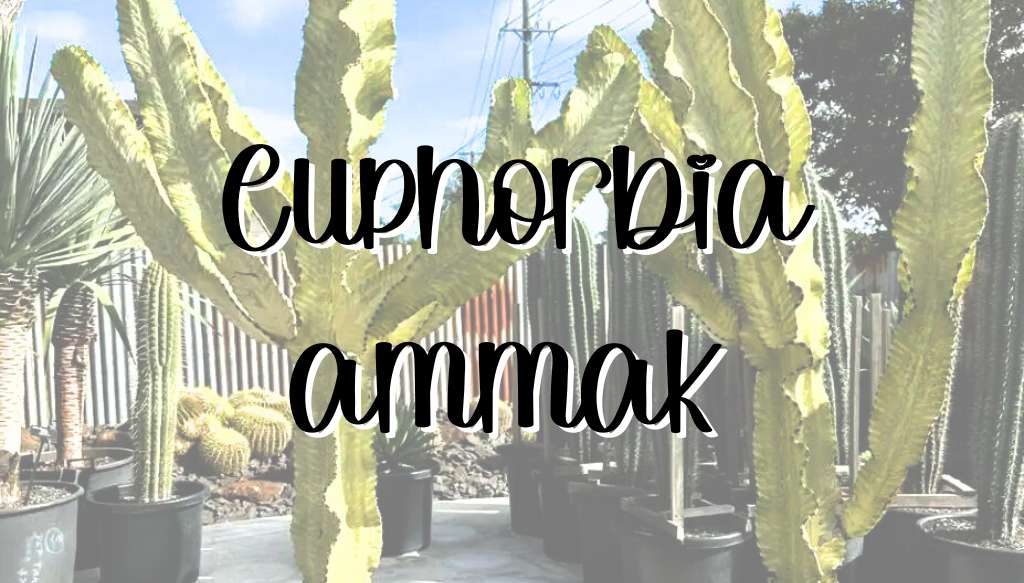 Euphorbia ammak feature