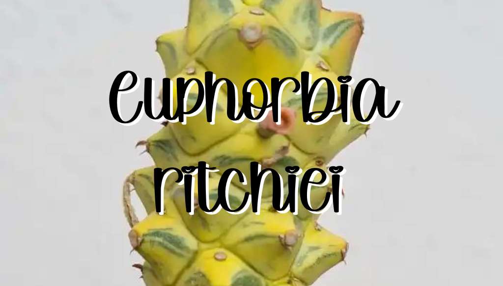 Euphorbia ritchiei feature
