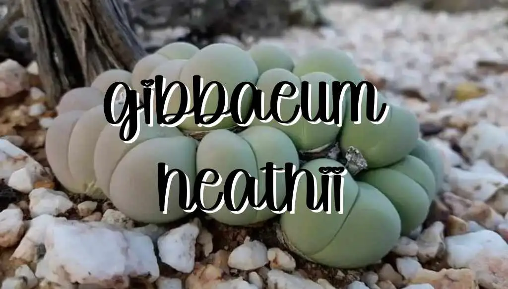 Gibbaeum heathii feature
