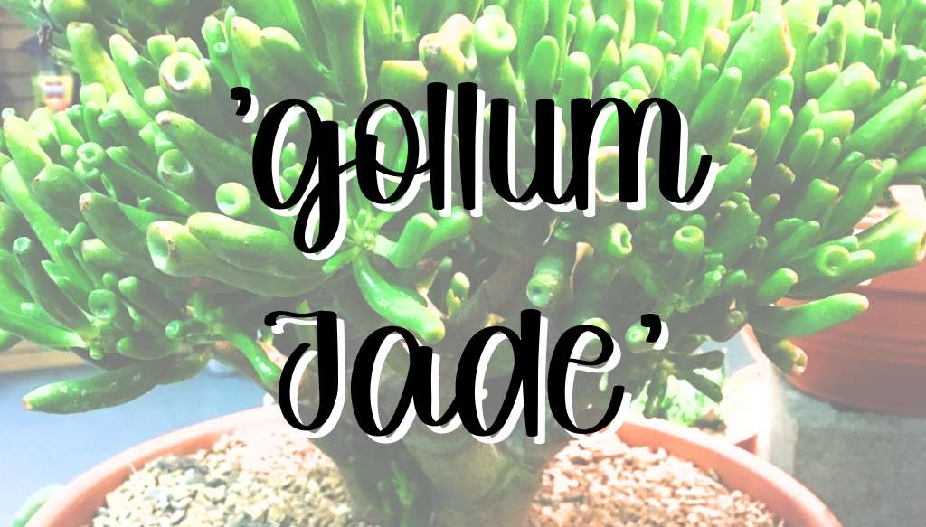 Gollum jade feature gollum