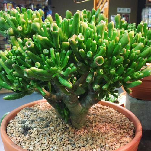 Plante De Jade 'Gollum' – Crassula Ovata Succulente, Pot 12 Cm, Hauteur 15-25 Cm, Facile D’entretien