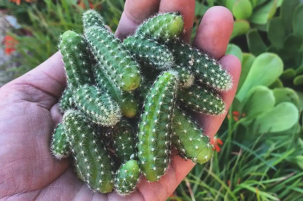 Handful of peanut cactus cuttings peanut cactus
