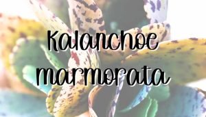 Kalanchoe marmorata feature